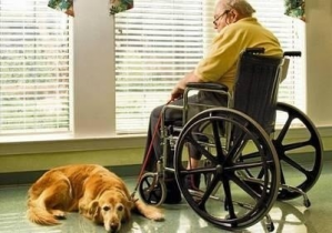 Zdjęcie przedstawia starszego mężczyznę na wózku inwalidzkim u stóp, którego leży duży pies. Mężczyzna spogląda w okno z nadzieją, że ktoś go odwiedzi.